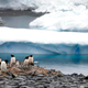 Gentoo penguins near the Chilean station Bernardo O’Higgins in Antarctica.